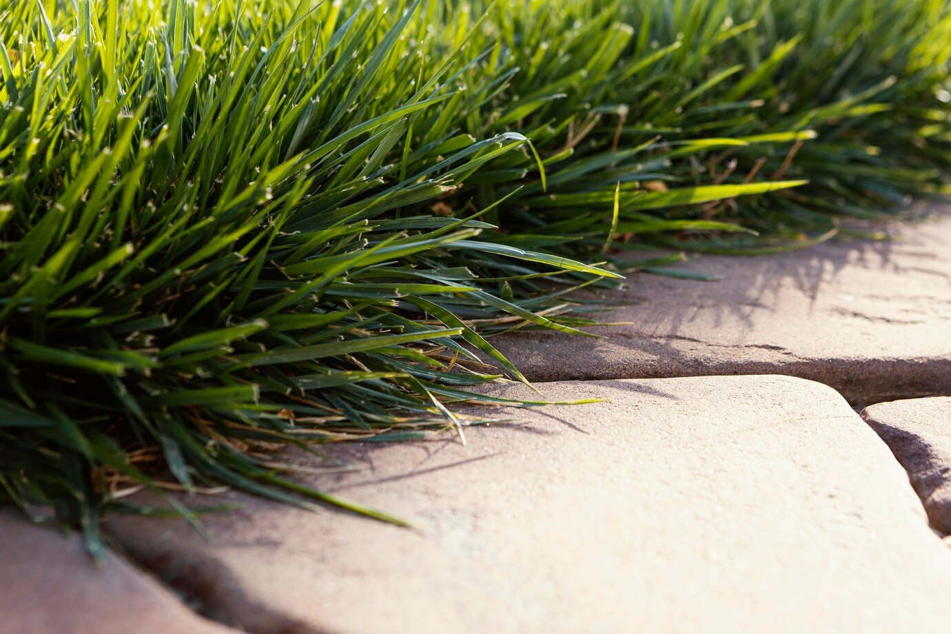 LM Berea grass